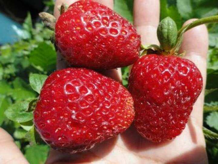 Albion Strawberry Seeds for Planting (10 seeds) FRUIT Lazada PH