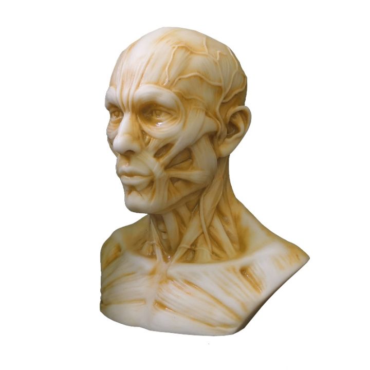 1-2-skulls-head-bust-toy-art-with-human-musculoskeletal-anatomy-1-1-bust-model-art