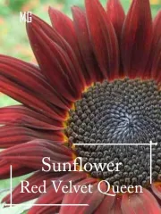 Chocolate Sunflower Seeds - 10 Seed *Pot Friendly* Tanam Pasu, Benih Bunga  Matahari Coklat 巧克力向日葵 - Mango Garden, Furniture & Home Living, Gardening,  Plants & Seeds on Carousell