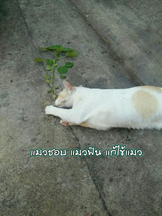 กัญชาแมว-ตำแยแมว-ต้นสดนขนาด300กร้ม