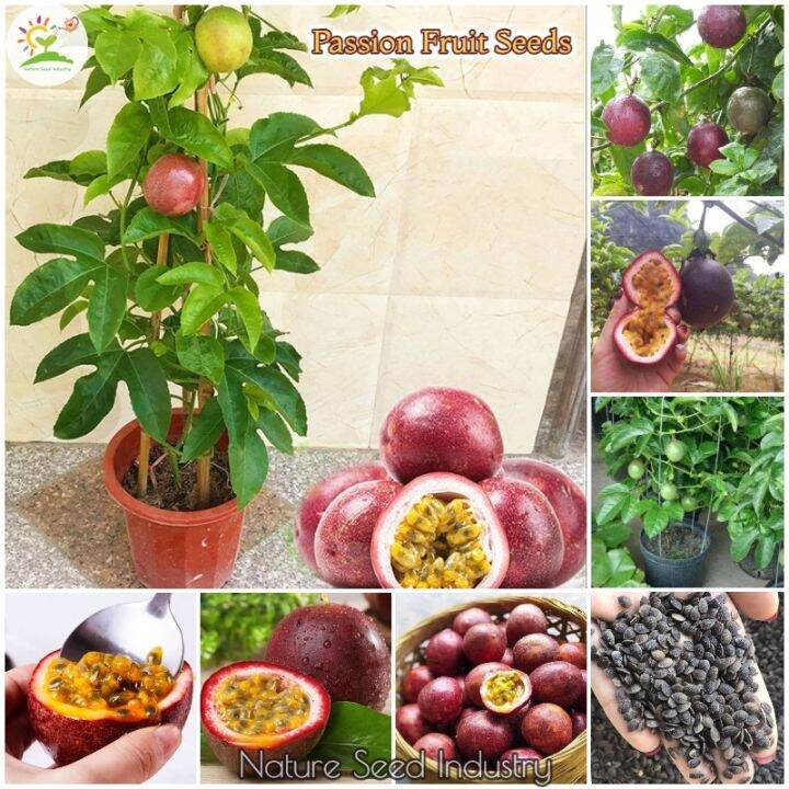 [Fast Germination] Rare Passion Fruit Seeds for Planting (50pcs Seeds/pack, Singapore Easy To