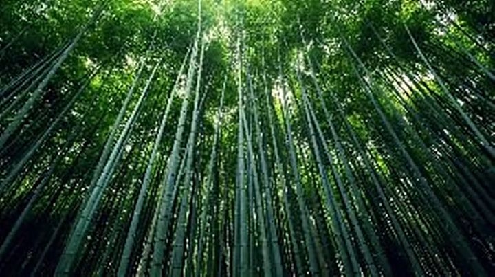 ขายส่ง-500-เมล็ด-เมล็ดไผ่moso-ไผ่โมโซ-moso-bamboo-phyllostachys-pubescens-ไผ่ลำเดี่ยว-ไผ่-bamboo-สารสกัดจากไผ่-พืชเศรษฐกิจ-สายพันธุ์ไผ่-ถ่านไม้ไผ่