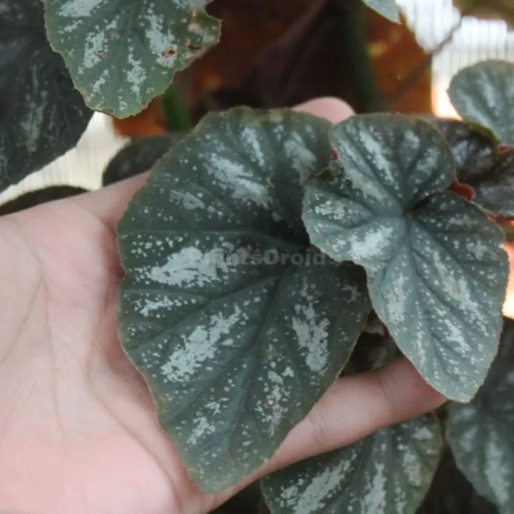 Tanaman Hias Hidup Begonia Rex Silver Lazada Indonesia