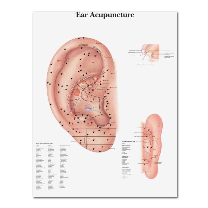 wangart-ชาร์ตกายวิภาคโปสเตอร์ฝังเข็มหูกายวิภาคศาสตร์หูโปสเตอร์ผ้าใบภาพวาดรูปภาพติดผนังสำหรับการศึกษาทางการแพทย์-heyuan-ในอนาคต