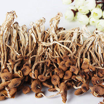 tea-tree-mushroom-200g-pack-lazada
