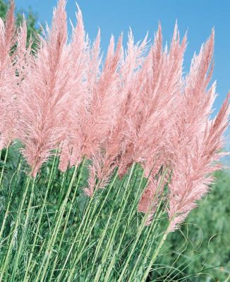 100 เมล็ดหญ้า หญ้าภูเขา หญ้าแพมพัส Pampas grass แปมปัส นำเข้าจาก USA อัตราการงอกสูง 80-85%