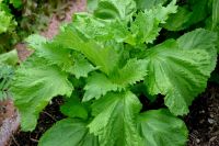 เมล็ดใบโอบะ หรือใบชิโสะ ซอง200เมล็ด( Green Shiso ) คือ พืชชนิดหนึ่งในตระกูลเดียวกับ ใบกะเพรา ใบโหระพา หรือพวกพืชตระกูลมิ้นมีกลิ่นหอมฉุน