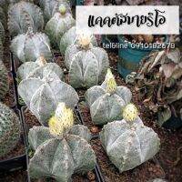 ขายดีอันดับ1 [ถูกที่สุด]แคคตัสมารีโอ้ Astrophythum myriostigma แอสโตรไฟตัม ไมริโอสติกมา cactusเพชร  คุ้มสุดสุด ต้นไม้ ฟอก อากาศ กระถาง ต้นไม้ ไม้ ประดับ ต้นไม้ ปลูก ใน บ้าน