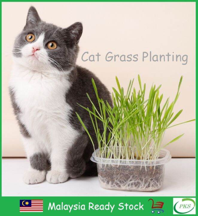Cat Grass Planting Set Catnip Seed Potted Plant Nutrient Soil Lazada