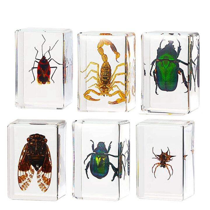 6Pack Insect Resin Specimen Cicada Collection Paperweight Arachnid