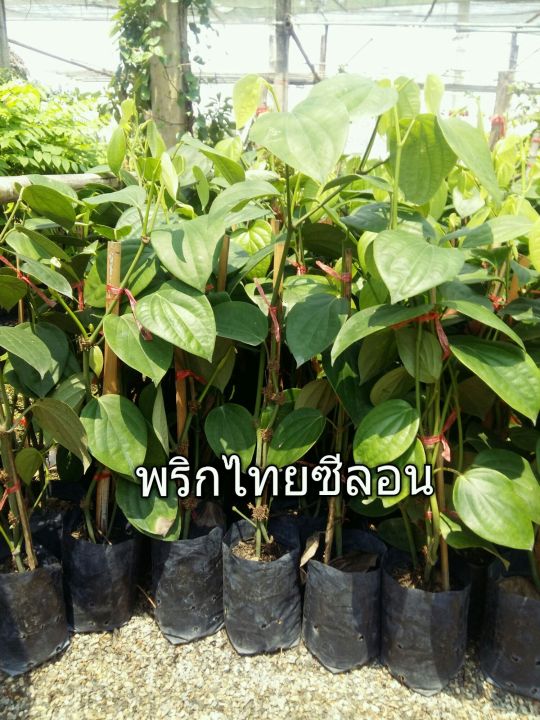 พริกไทยซีลอนราคาถูก-ต้นแข็งแรง