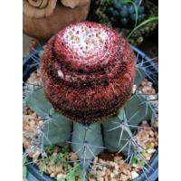 โปรโมชั่น เมโล แคคตัส Melocactus amoenus สวยแปลกตา ราคาถูก  แคคตัส กระบองเพรช ตะบองเพรช ไม้จิ๋ว ไม้ตั้งโต๊ะทำงาน ไม้ประดับ ไม้มงคล ไม้ดอก