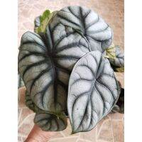 (promotion++) อโลคาเซีย ซิลเว่อร์ ดราก้อน สเกล Alocasia silver dragon scale สุดคุ้มม ต้นไม้ ฟอก อากาศ กระถาง ต้นไม้ ไม้ ประดับ ต้นไม้ ปลูก ใน บ้าน