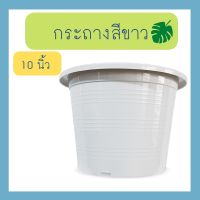 กระถางปลูกต้นไม้ สีขาว ครีม 10 นิ้ว กระถางต้นไม้สีขาว 5ใบ 10ใบ 15ใบ 50ใบ