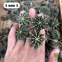 [ ซื้อ 1 แถม 1 ] Beepees cactus กระบองเพชร ยิมโน Gymnocalycium mihanovichii LB2178 Agua Dulce LBแท้ LB 2178 lb2178แท้ lbถูก lbสวย ยอดนิยม แคคตัส Cactus