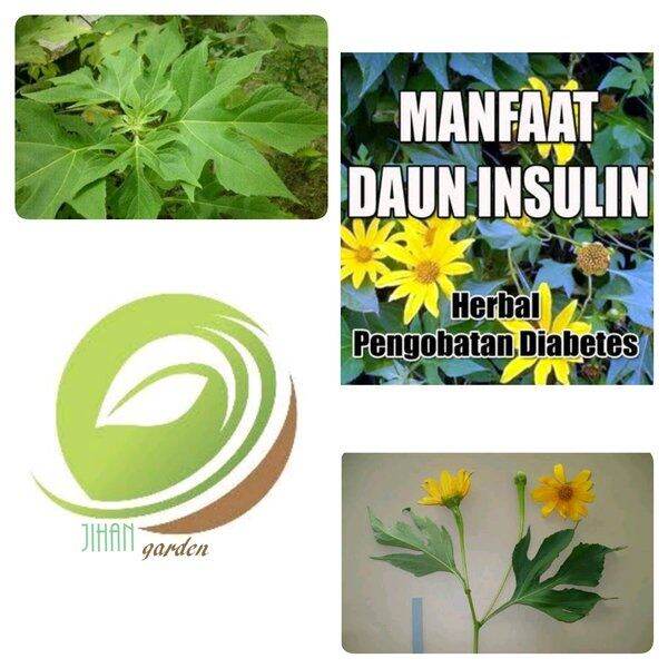 Daun Insulin Kipait Segar Kg Obat Herbal Diabetes Lazada Indonesia