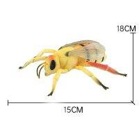 （A Decent） ปลูกฝังเด็กที่จะสำรวจความลึกลับของแมลง Worldinsect รูปแบบการเรียนการสอนองค์ความรู้ของเล่นสัตว์ต้น Edu