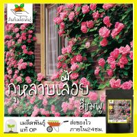 ซื้อ 1 แถม 1，50 เมล็ด (ไม่ใช่พืช)เมล็ดพันธุ์ กุหลาบเลื้อย กุหลาบ สีชมพู เมล็ดพันธุ์แท้ นำเข้าจากต่างประเทศ ปลูกผัก สวนครัว ถูกดี