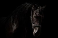 ✲☊✌ Black Friesian Horse Art ฟิล์มพิมพ์ผ้าไหมโปสเตอร์ Home Wall Decor 24x36inch