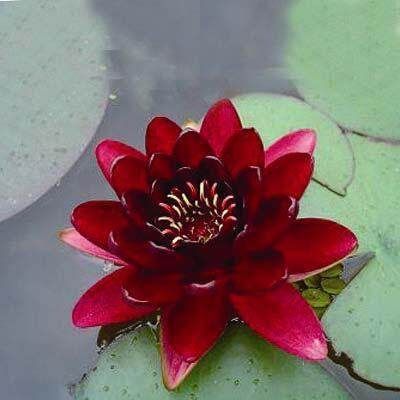 เมล็ดบัว 100 เมล็ด ดอกสีแดง ดอกเล็ก พันธุ์แคระ จิ๋ว  ของแท้ 100% เมล็ดพันธุ์บัวดอกบัว ปลูกบัว เม็ดบัว สวนบัว บัวอ่าง Lotus Waterlily Seed
