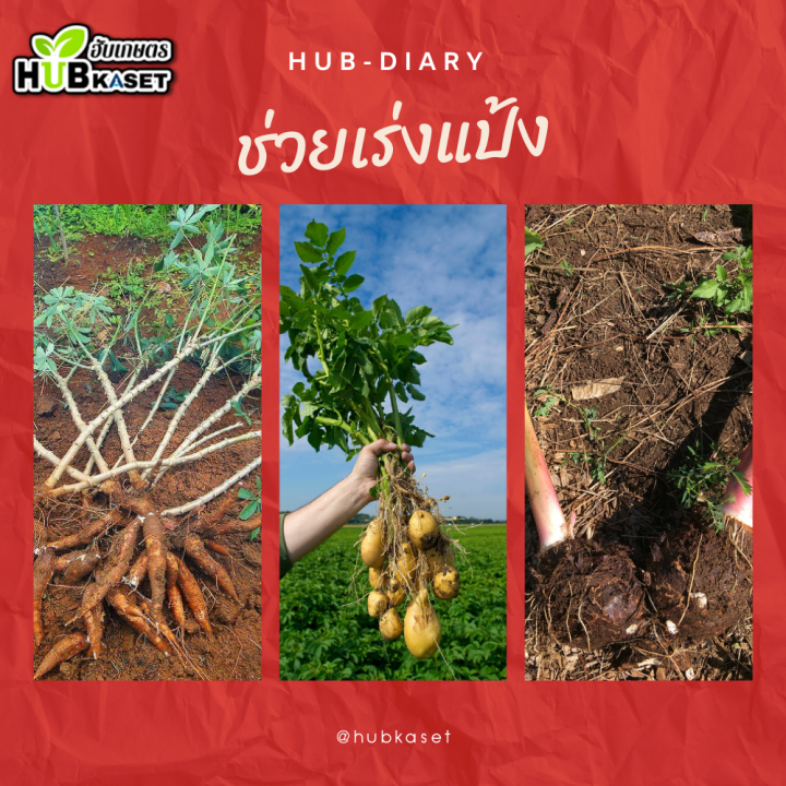 กอใหญ่-1ลิตร-อาหารเสริมสูตรพิเศษ-เร่งงาม-ยืดยอด-เปิดตายอด