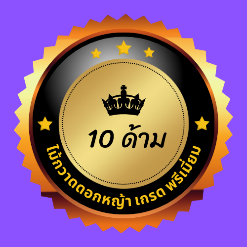 ไม้กวาดดอกหญ้า-10-ด้าม-รุ่นหนา-สินค้าโอทอปกลุ่มผู้สูงอายุภายในชุมชน-อำเภอเวียงป่าเป้า-จังหวัดเชียงราย