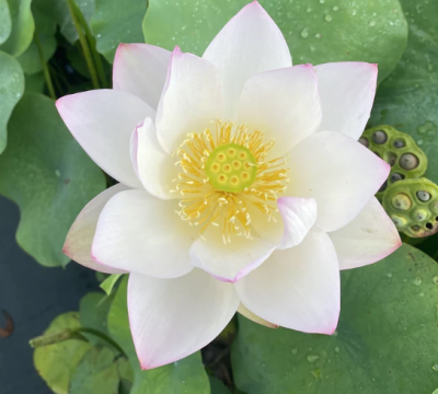 5 เมล็ด บัวนอก บัวนำเข้า บัวสายพันธุ์ Decorated Lantern White Lotus สีขาว สวยงาม ปลูกในสภาพอากาศประเทศไทยได้ ขยายพันธุ์ง่าย เมล็ดสด