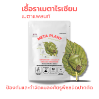 เมธาไรเซียม (50g) กำจัดแมลงศัตรูพืช ออร์แกนิคแท้ เพาะเชื้อในห้องLAB100% ปลอดภัยต่อผู้ใช้และสัตว์เลี้ยง