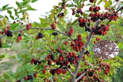 20 เมล็ดพันธุ์ เมล็ด หม่อน ลูกหม่อน หรือ มัลเบอร์รี่ เก้ซิวเอียะ Mulberry Seed อัตราการงอก 80-85%.