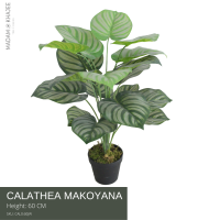 Calathea Makoyana - Height 45-60 cm ต้นคล้าแววมยุรา 40-60 ซม. ไม้มงคล