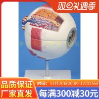 Authentic high-end professional medical anatomy of the human eye model eye anatomy features of ophthalmology