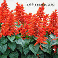 ปลูกง่าย ปลูกได้ทั่วไทย ของแท้ 100% 100pcs Mixcolor Salvia Splenden Salvia Dwarf Scarlet Flower Seed ดอกไม้ตกแต่ง ดอกไม้จริง ไม้ดอกไม้ประดับ แต่งบ้านและสวน บอนไซ Plants พันธุ์ไม้ดอก เมล็ดดอกไม้ Plants Seeds for Home &amp; Garden Planting