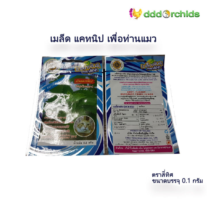 เมล็ดต้นแคทนิป-สมุนไพรแมว-catnip-seeds-1-ซอง-ร้าน-dddorchids