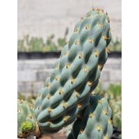 opuntia Miqueliopuntia Miquelii โอพันเทียข้าวโพด