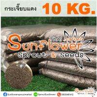 【PROMOTION】(10 กิโลกรัม) เมล็ดพันธุ์กระเจี๊ยบแดง ต้นอ่อนกระเจี๊ยบแดง