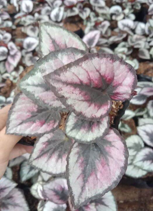 RED KISS BEGONIA | Lazada PH