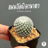 แมมอัลบิลานาตา Mammillaria Albilanata แคคตัส กระบองเพชร cactus&amp;succulent