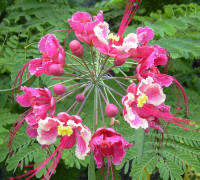 30 เมล็ด เมล็ดพันธุ์ Garden Seeds หางนกยูงฝรั่ง ดอกสีชมพู Flame Tree, Flamboyant, Royal Poinciana