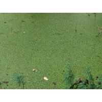 โปรโมชั่น+++ แหนเป็ด(Duckweed)อาหารปลา ราคาถูก อาหาร ปลา อาหารปลาคราฟ อาหารปลากัด อาหารปลาสวยงาม