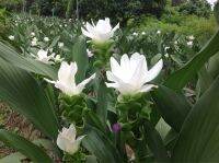 2 เหง้า ว่าน ปทุมมา กระเจียวบัว, ขมิ้นโคก หรือ ทิวลิปสยาม (Siam tulip) ดอกบัวสวรรค์ ปลูกไว้ไหว้บูชาพระดีนักแล ว่านไทย