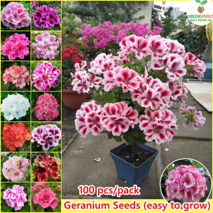 Mixed Color Geranium Flower Seeds For Sale Bonsai Seeds Garden Flower