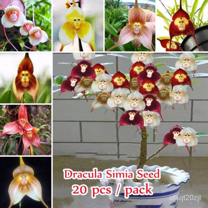 Dracula Simia Flower Seeds Monkey Face Orchid Bonsai Plants Seeds Gard ...