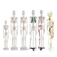 Human Skeletal Model With Removable Muscles Spine 1: 1 Medical Whole Body Simulation Art