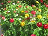 Mixed Lilliput zinnia flower บานชื่น ลิลลิพุท คละสี