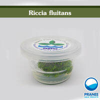 Riccia fluitans (เนื้อเยื่อ)