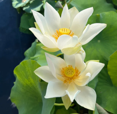 5 เมล็ด บัวนอก บัวนำเข้า บัวสายพันธุ์ Classic White Lotus สีขาว สวยงาม ปลูกในสภาพอากาศประเทศไทยได้ ขยายพันธุ์ง่าย เมล็ดสด