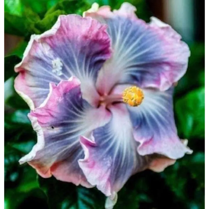 L"!Gumamela or Hibiscus imported 100+ varieties seed imported repack