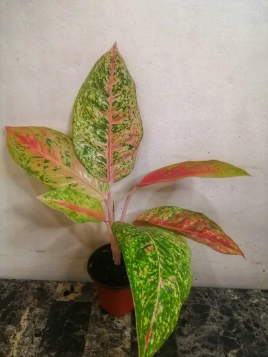 sale indoor plants for sale outdoor plants for sale farm plants for