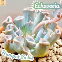 [กุหลาบหิน ทรัมเป็ตชมพู] Echeveria Trumpet Pinky แคคตัส ต้นไม้ ไม้หนาม ไม้ทนแล้ง กุหลาบหิน ไม้อวบน้ำ พืชอวบน้ำ succulent cactus กระบองเพชร ของขวัญ