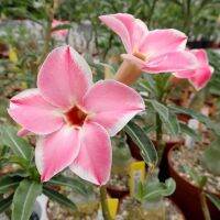 12 เมล็ด เมล็ดพันธุ์ ชวนชม สายพันธุ์ไต้หวัน ดอกสีชมพู Adenium Seed กุหลาบทะเลทราย Desert Rose ราชินีบอนไซ อัตราการงอกสูง 80-90% มีคู่มือปลูก